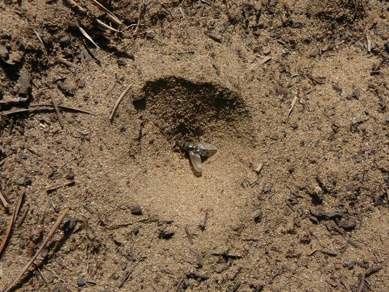 Trichter Ameisenlöwe